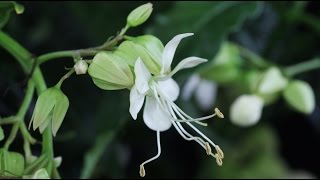 Clerodendrum wallichii quotProsperoquot  Losbaum Glorybower [upl. by Benton]