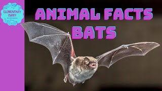 Facts About Bats Do Bats Really Drink Blood [upl. by Ynohtnacram]