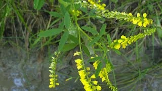 Melilotus officinalis Meliloto medicinal plant [upl. by Nylirek]