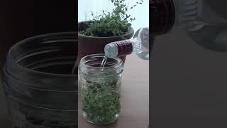 Simple thyme tincture recipe shorts [upl. by Quennie594]