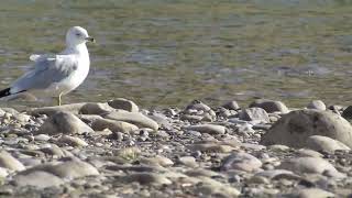 Ringed Billed Gull Going for a Stroll [upl. by Aynekat387]