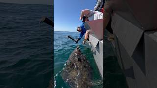 Big halibut coming on board halibut bigfish alaskafishing fishingvideo outdoorsman [upl. by Annoya]