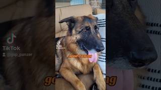 good evening German Shepherd GSD 🤔🙃🐶new shorts ytshorts viral viralshorts [upl. by Naillig534]