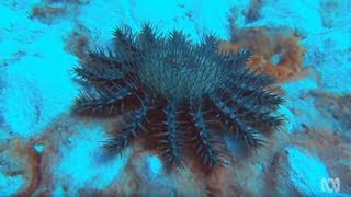 Crown of Thorns Starfish  Coral reef killers [upl. by Matteo]