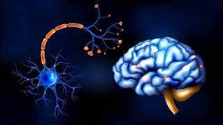 Guillain Barre Syndrome GBS vs Transverse Myelitis [upl. by Sachiko]