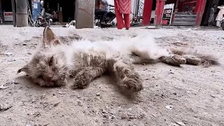 The stray cat was dying by the roadside ignored by passersby luckily rescued by a kind man [upl. by Enaffit]