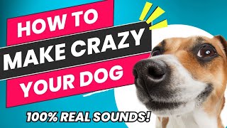 Sounds That Makes Your Dog Crazy amp Bark  Beats and Sounds Official [upl. by Irot]