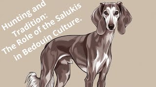 Hunting and Tradition The Role of Salukis in Bedouin Culture [upl. by Dor]