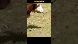 Why cow eating snake  facts shorts shortsfeed youtubeshorts [upl. by Eluk]