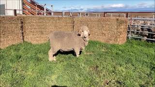 COTTAGE PARK MERINO STUD RAM SALE  LOT 6 [upl. by Revned]