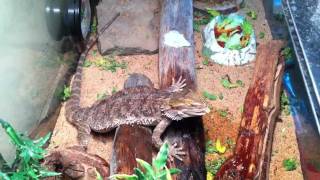 How to Bearded Dragon Care Water Misting [upl. by Gaston]