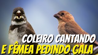 Coleiro cantando com fêmea pedindo gala para deixar o coração do seu coleiro acelerado [upl. by Tyrone]