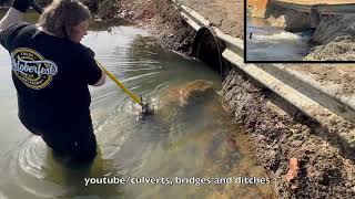 UNBLOCKING CULVERT WITH BEAVER BLOCKAGE 122023 [upl. by Tera504]