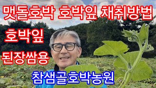 맷돌호박 호박잎 채취방법호박잎 된장쌈용 최고맛있는 시기호박은 버릴게 하나도없다 참샘골호박농원 [upl. by Dlarrej]