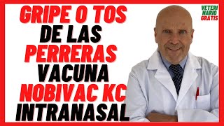 🔴 VACUNA para la Gripe en Perros o TOS DE LAS PERRERAS 🔴 Nobivac KC Intranasal Precio Aplicación [upl. by Benedikta966]