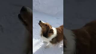 Sheltie barking at Shovel￼ [upl. by Kermit753]