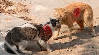 COMBAT DE CHATS SAUVAGE 👿👿 DANS LA RUE  JUSQUA LA MORT 😭😭 [upl. by Senilec]