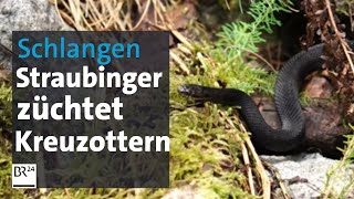 Giftige Leidenschaft Straubinger hält 40 Kreuzottern im Garten  Abendschau  BR24 [upl. by Animrac75]