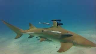 Real Life Sharks with Wicked Laser Beams [upl. by Ysak675]