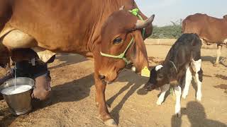 1 lactation gir cow sell 9587971879 [upl. by Anett864]