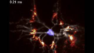 Neuron action potential [upl. by Atikal]