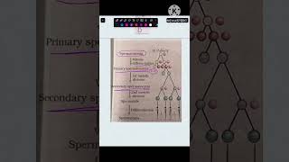 Ans 148 Spermatogenesis  Human Reproduction  NCERT Class 12 biology neet cuet neetug aiims [upl. by Corby]