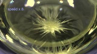 Crystallisation of Monoclinic Sulfur from Solution [upl. by Estele]