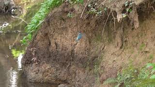 kingfisher flying to and from nest [upl. by Seyah]