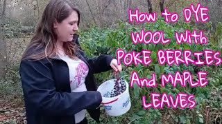 How to DYE WOOL With POKE BERRIES And MAPLE LEAVES [upl. by Norud]