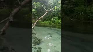 Anhinga is hunting fish underwater [upl. by Raquela]