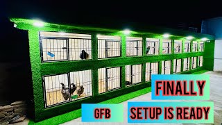 GFB Personal Vvip SHAMO Setup is Ready  Full Detail Vlog viral foryou shamo aseel birds hen [upl. by Aiuqenehs]