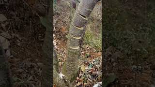 Peach branch trunk bending process [upl. by Thorley]