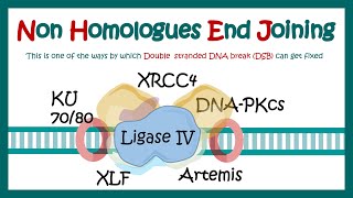 NonHomologous End Joining  NHEJ  Double Strand Break Repair [upl. by Jaala515]