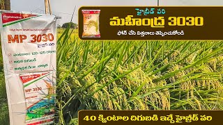 Mahindra 3030 Paddy Seeds Telugu  Mahindra Agri Mp 3030 Hybrid Paddy Variety  Agriculture [upl. by Ahsiad]