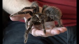 Handling a giant birdeating tarantula [upl. by Annalise]