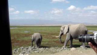 Amboseli elephants [upl. by Occer633]