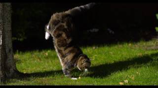 Cat Jumping in Slow Motion  The Slow Mo Guys [upl. by Yanetruoc489]