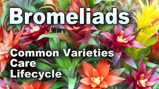 Bromeliads 101 A Beginners Guide to Care and Common Issues [upl. by Snilloc55]