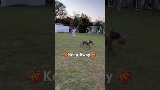 Denver Playing Keep Away with Grammy pets dog dogs shorts [upl. by Banquer]