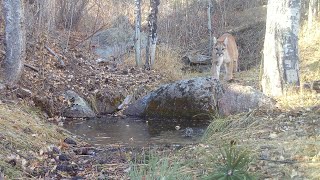 Dusky Grouse and Mountain Lion share Spring [upl. by Sundstrom]