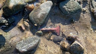 Arrowhead hunting in November Along the Ohio River [upl. by Nerrat]