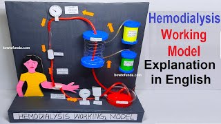 hemodialysis working model explanation in english  biology project  howtofunda [upl. by Eitten]