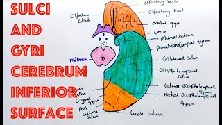 Sulci and Gyri on Inferior Surface of Cerebrum  Neuroanatomy [upl. by Dnumyar]