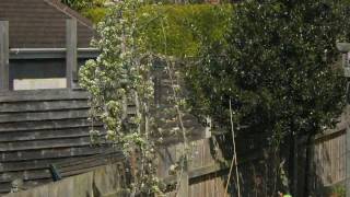 Pear tree blossom timelapse [upl. by Zat]