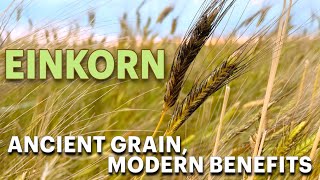 Einkorn Ancient Grain Modern Benefits [upl. by Kasper866]