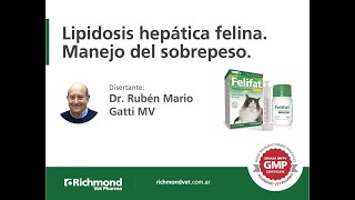 Dr Mario Ruben Gatti Lipidosis hepática felinaManejo del sobrepeso [upl. by Ainollopa]