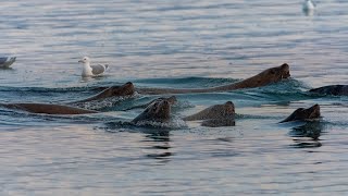 Herring Spawn in Port McNeill BC Video 2 March 26 2023 [upl. by Aehsat493]