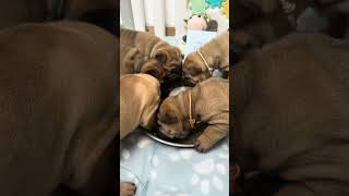 My first TREAT 😍 sharpei puppy [upl. by Trela595]