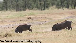 Watch family of 3 Warthogs feed on grass at Masai Mara Kenya They are pigs living in open habitats [upl. by Harima]