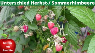 Unterschied Sommerhimbeere  Herbsthimbeere  Wie Himbeeren schneiden [upl. by Seyah]